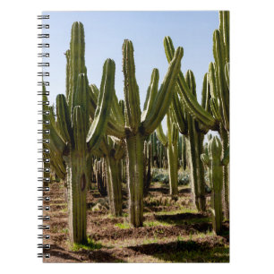 Carnet Jardin de cactus, paysage désertique tropical.