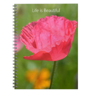 Carnet Jardin de fleurs de pavot d'Islande rose (ma photo