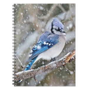 Carnet Jay bleu dans une tempête de neige