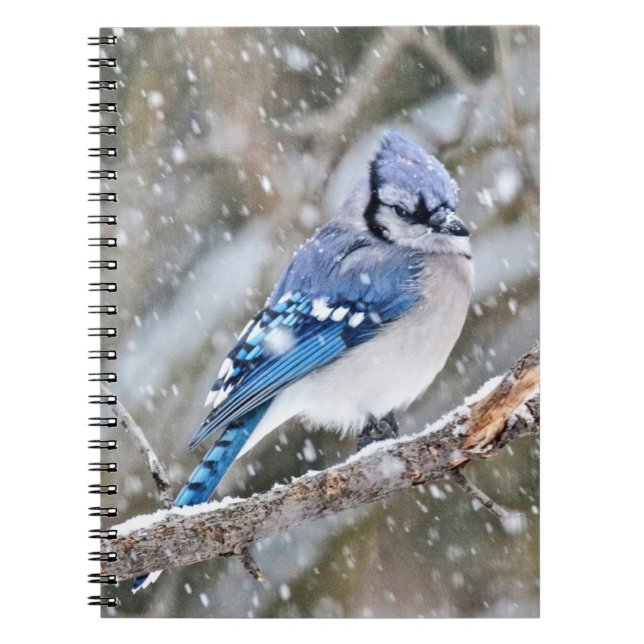 Carnet Jay bleu dans une tempête de neige (Devant)