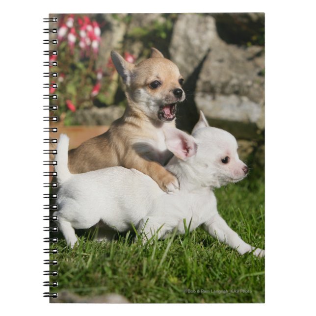 Carnet Jeu de chiot de chiwawa (Devant)