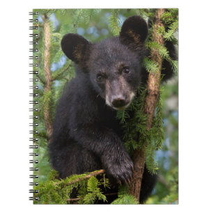 Carnet Jeune ourson noir jouant dans les arbres