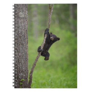 Carnet Jeune ourson noir jouant sur une branche d'arbre