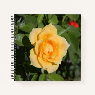 Carnet Joie de soleil...