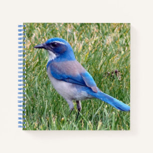 Carnet Joli Blue Scrub Jay Bird Photo