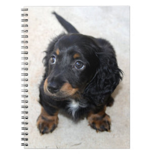 Carnet Joli Chien chiot noir Dachshund