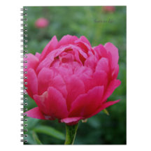 Joli Peony Jardin Rose