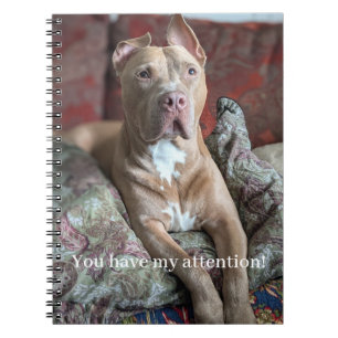Carnet Joli Pit Bull