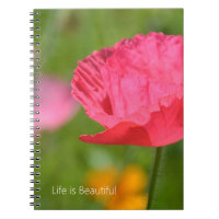 Jolie fleur de pavot d'Islande rose (ma photograph