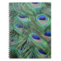 Jolies plumes de paon