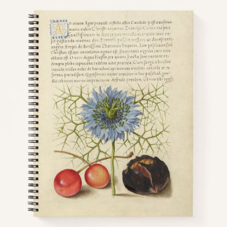 Carnet Joris Hoefnagel Love-in-a-Mist and Chestnut 1561