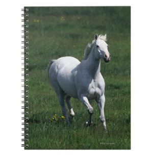 Carnet Jument de pur sang