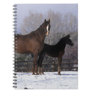 Carnet Jument et poulain arabes dans la neige