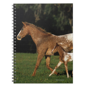 Carnet Jument et poulain d'Appaloosa