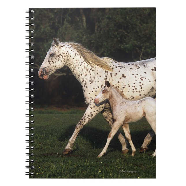 Carnet Jument et poulain d'Appaloosa dans le domaine (Devant)