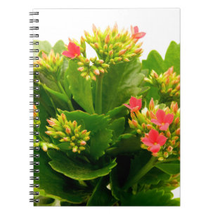 Carnet Kalanchoe blossfeldiana