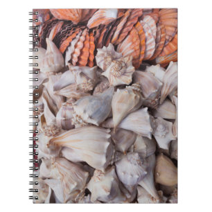 Carnet Key West, coquillages