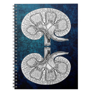 CARNET KIDNEY 2