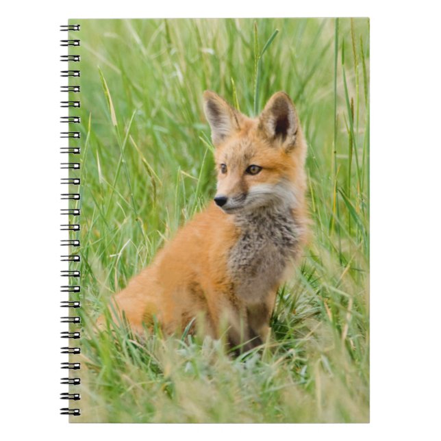 Carnet Kit Renard rouge dans l'herbe près de la tanière (Devant)