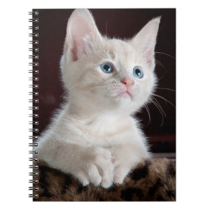 Carnet Kitten blanc vulnérable