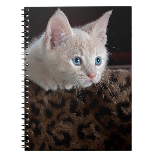 Carnet Kitten crème avec de beaux yeux bleus (Devant)