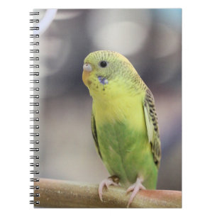 Carnet Kiwi Burbell