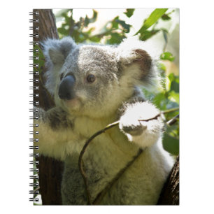 Carnet koala