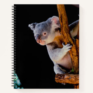 Carnet Koala Cute en gris arbre