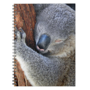 Carnet Koala de sommeil