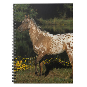 Carnet Lac se tenant prêt horse d'Appaloosa