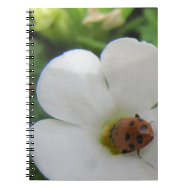 Carnet Ladybug (Devant)