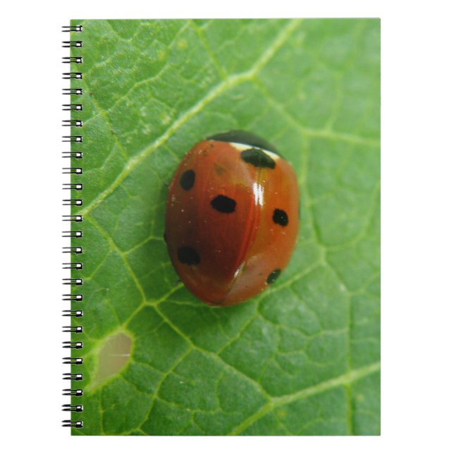 Carnet Ladybug (Devant)
