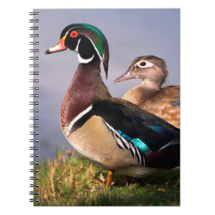 Carnet Lakeside, Canard branchu