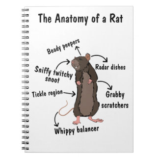 Carnet L'anatomie d'un rat