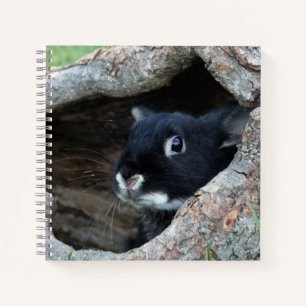 Carnet Lapin noir en creux d'un arbre photo