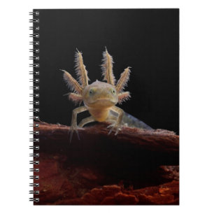 Carnet Larve crêté de triton