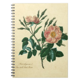 Carnet Le Briar doux s'est levé
