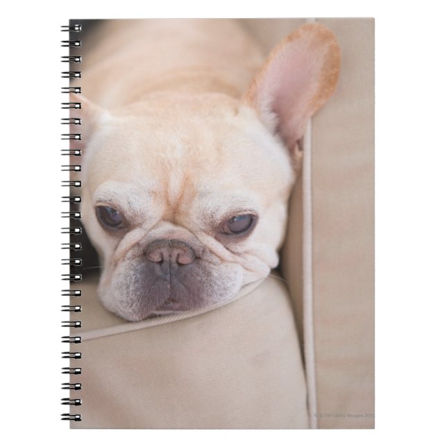 Carnet Le bulldog français reposant sur un canapé (Devant)