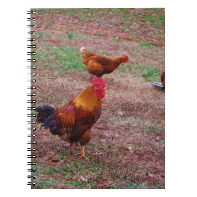 Carnet Le coq et ses poules (Devant)