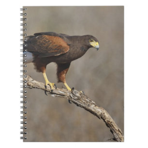 Carnet Le rapace été perché par faucon de Harris