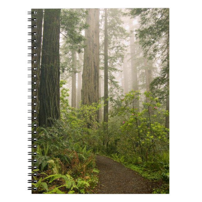 Carnet Le Rhododendron fleuri parmi les séquoias de la cô (Devant)