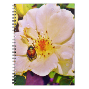 Carnet Le scarabée japonais sur la rose blanche