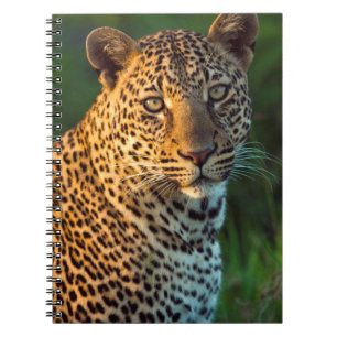 Carnet Léopard mâle (Panthera Pardus) Jeune adulte