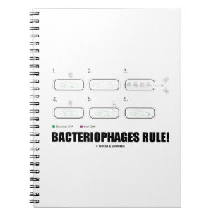 Carnet Les bactériophages sont la règle ! (ADN de virus b