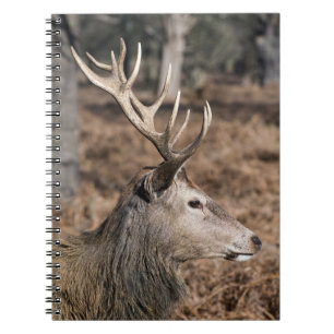 Carnet Les cerfs du roi du parc Richmond, Londres, Royaum