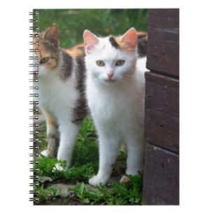 Carnet Les chats jouent