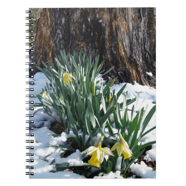 Carnet Les jonquilles jaunes dans la neige (Devant)