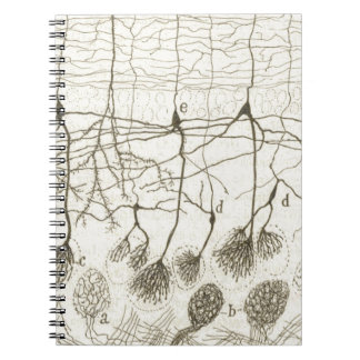 Carnet Les neurones 8 de Cajal