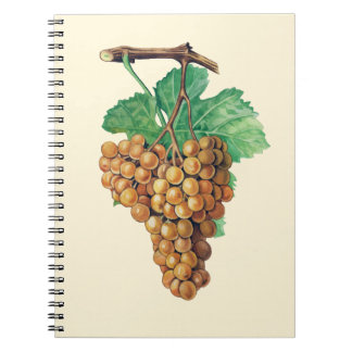 Carnet Les raisins "blanc de terret", couleur :