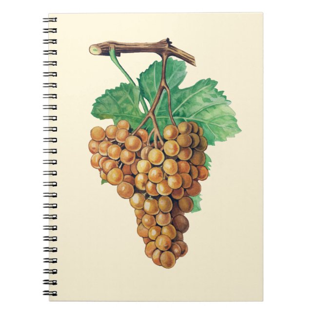 Carnet Les raisins "blanc de terret", couleur : (Devant)